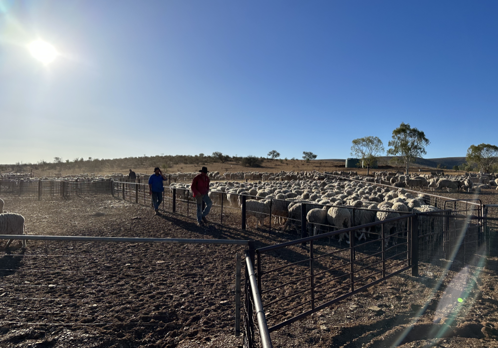 Alf And Reece In Yards Shearing 2024